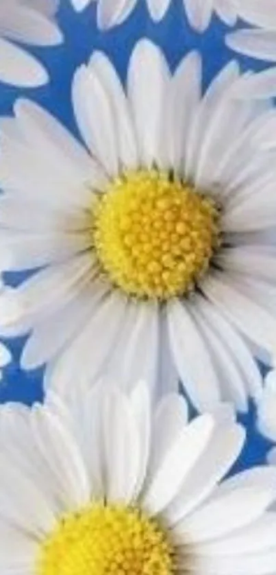 White daisies with yellow centers on a blue sky background.