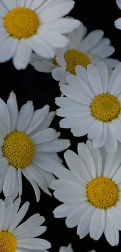 White and yellow daisy flowers on wallpaper.