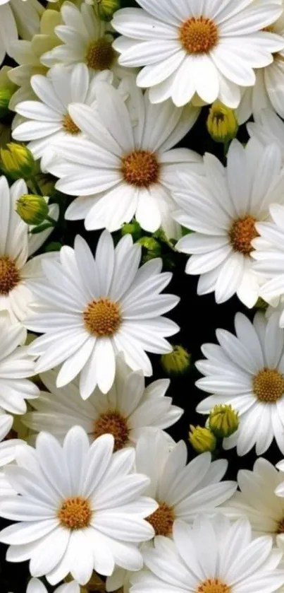 Close-up of white daisy flowers with green buds as phone wallpaper.