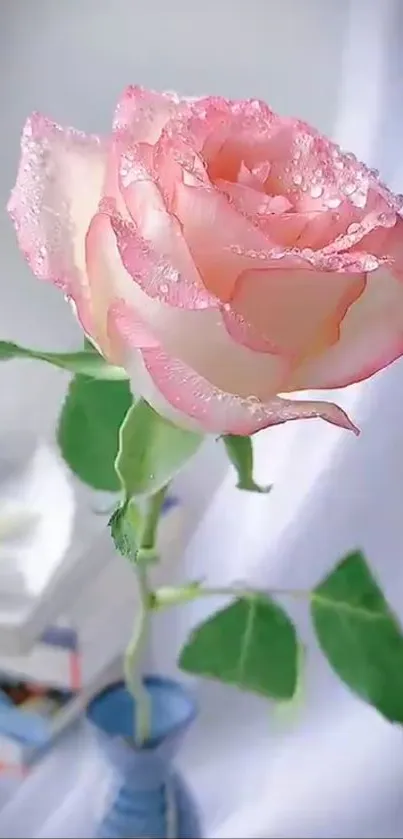 Mobile wallpaper featuring a beautiful pink rose with dew drops in a vase.