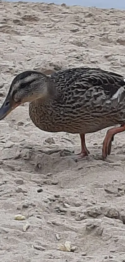 Duck standing on sandy beach with tranquil backdrop.