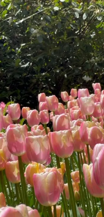 Field of pink tulips with lush greenery background.