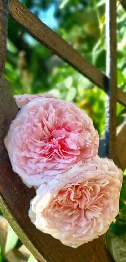 Close-up of pink roses on a rustic trellis.