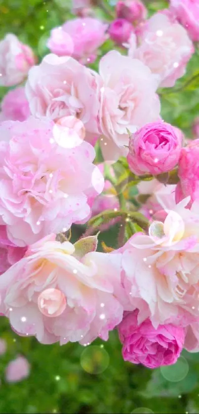 Vibrant pink roses in full bloom, perfect for a floral phone wallpaper.