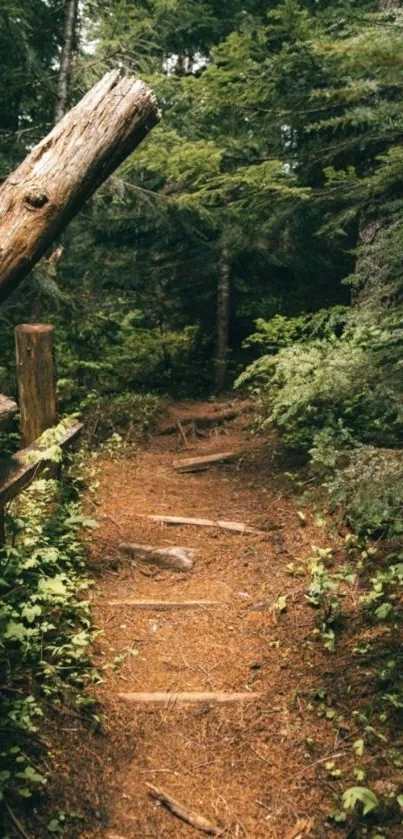 A tranquil forest path surrounded by lush greenery.