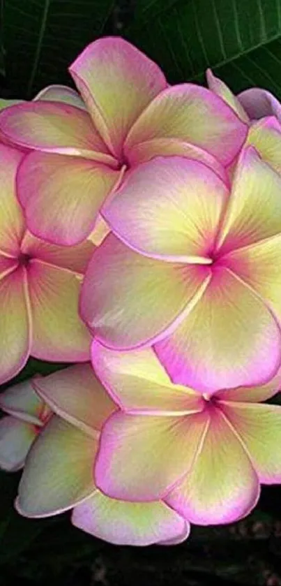 Frangipani flowers with pink and yellow petals and green leaves.