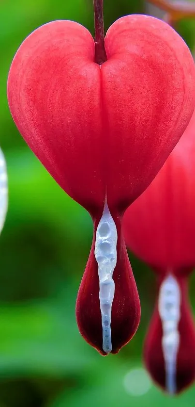Heart-shaped flowers in vivid red with lush green background.