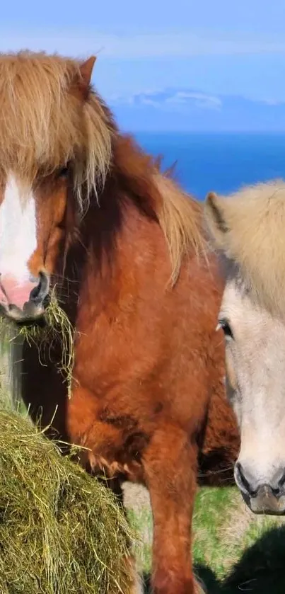 Two horses grazing by the sea with clear skies.