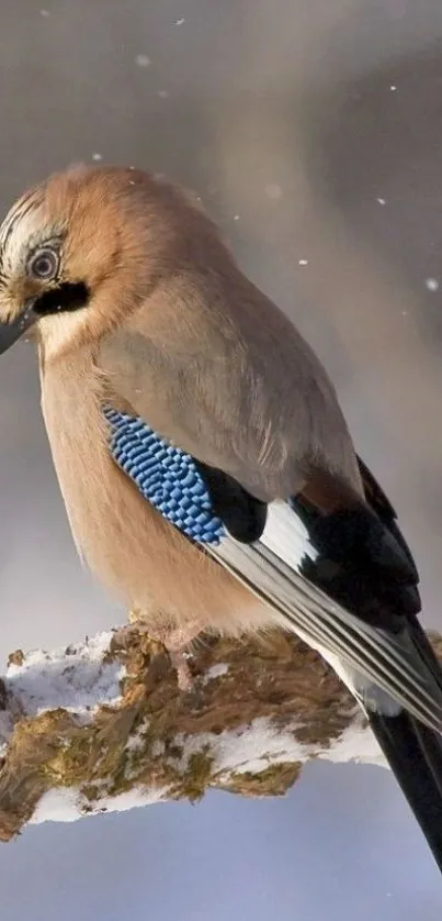 Jay bird perched on a snowy branch in nature.