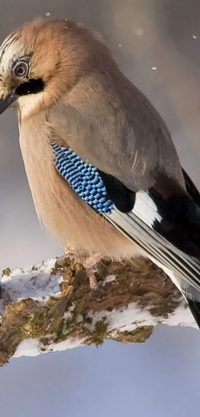 Jay bird perched on a snow-dusted branch with striking colorful plumage.