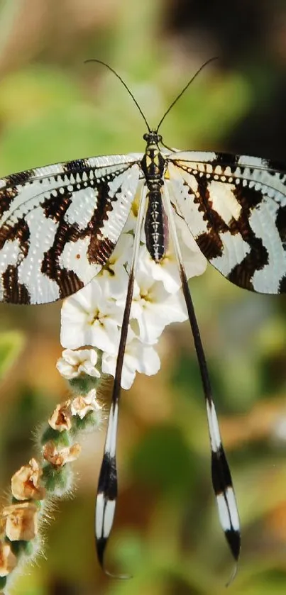 Lacewing butterfly resting on flower in nature setting.