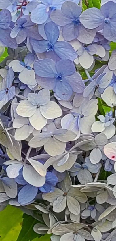 Lavender hydrangeas in a vibrant floral display.