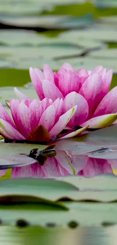 Vibrant pink lotus blossoms with lush green leaves on water surface.