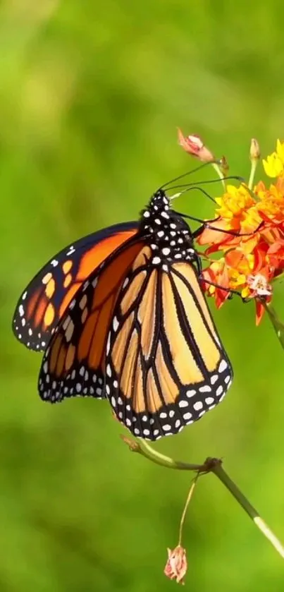 Monarch butterfly on vibrant flowers wallpaper with green background.