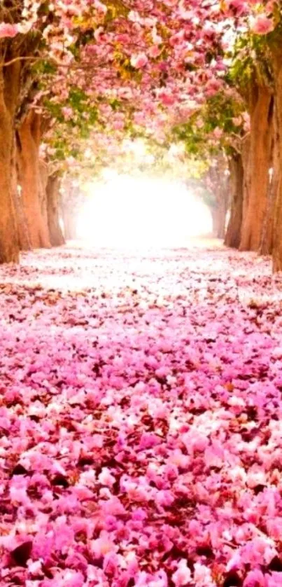 A vibrant pink blossom pathway with trees arching beautifully overhead.