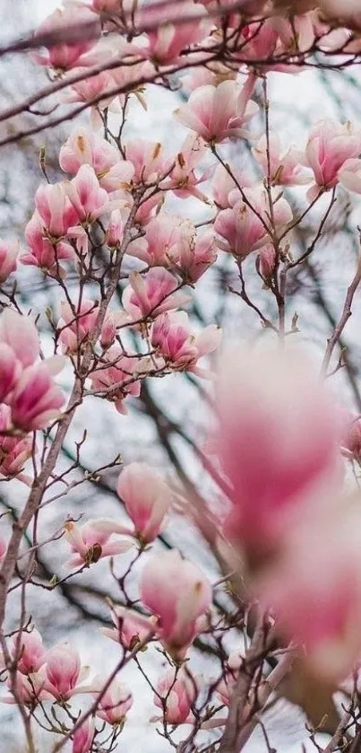 Pink blossom on trees with a serene background.