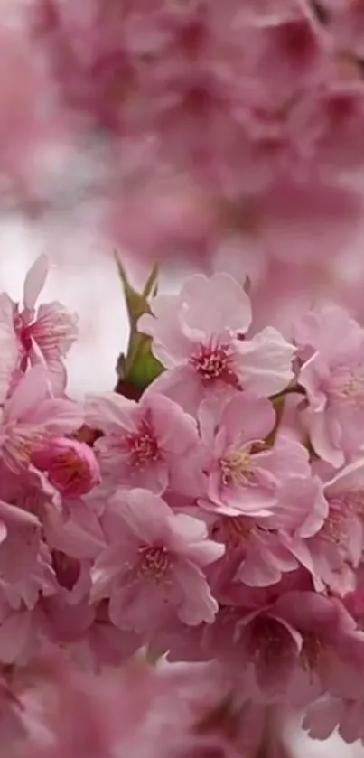 Beautiful pink cherry blossoms in full bloom.