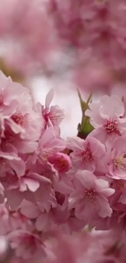 Mobile wallpaper featuring pink blossoms with soft petals in a spring setting.