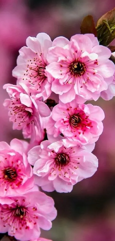 Pink cherry blossoms in full bloom, close-up view.