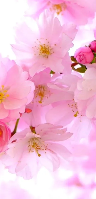 Delicate pink blossoms in full bloom.