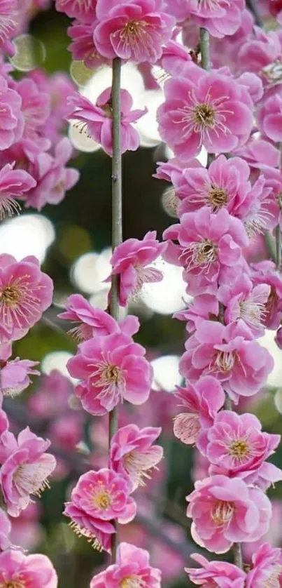 Vibrant pink blossom flowers on branches.