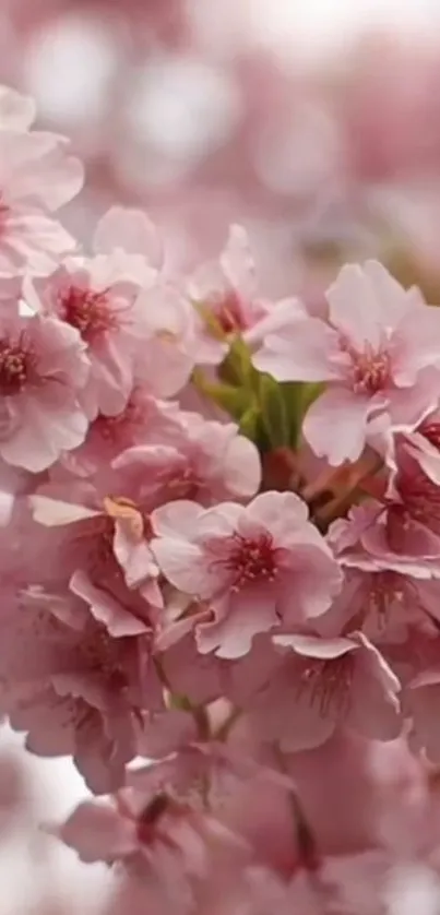 Close-up of vibrant pink cherry blossoms in full bloom on a tree branch.