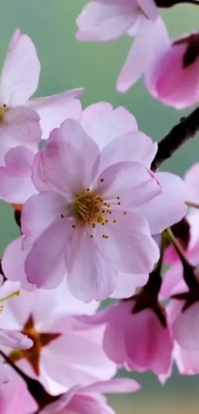 Pink cherry blossoms on branches with green background.