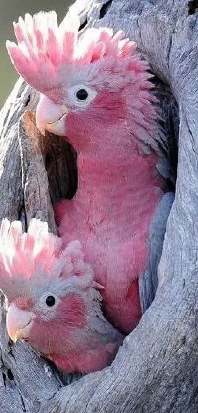 Two pink cockatoos nestled in a tree.