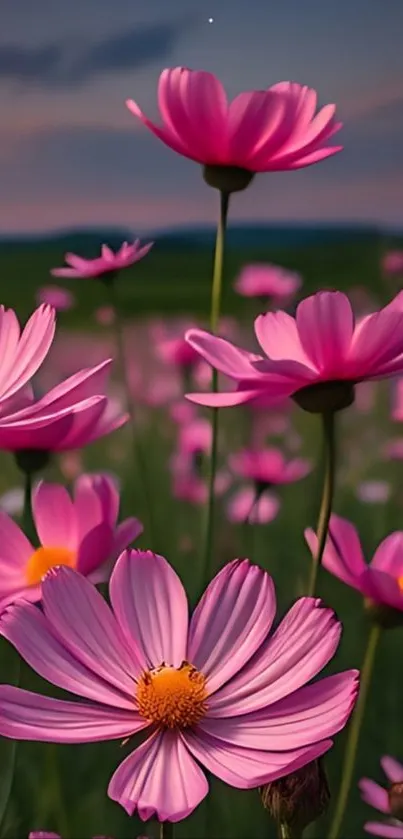 Pink cosmos flowers blooming under twilight skies.