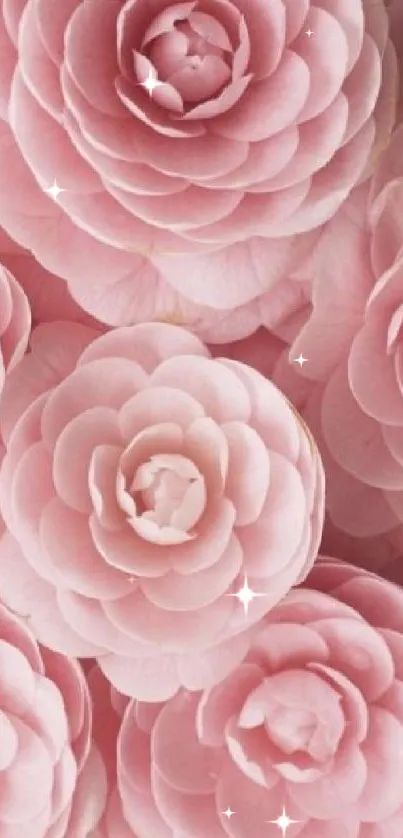 Beautiful pink flowers with layered petals for mobile wallpaper.