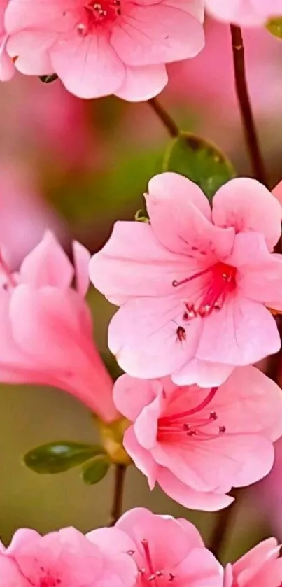 Vibrant pink flower blossoms in full bloom on a mobile wallpaper.