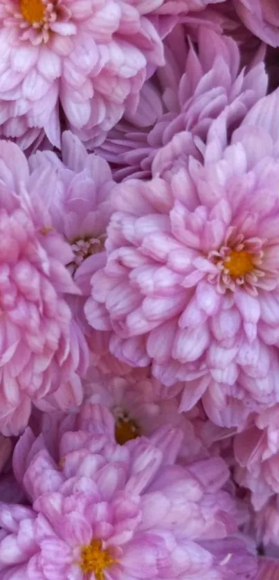 Beautiful close-up of pink chrysanthemum flowers with gentle lighting.