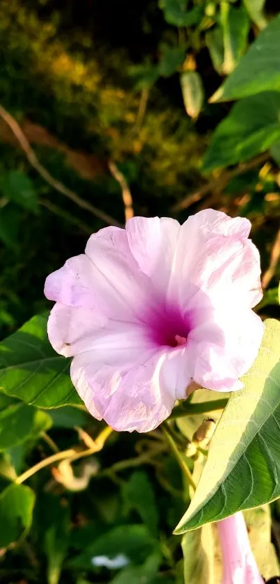 Vibrant pink flower with green leaves in sunlight.