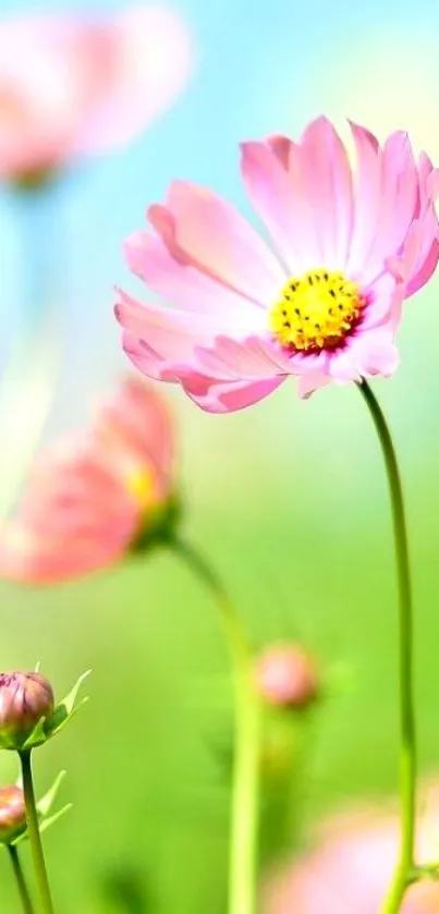 A vibrant pink flower in full bloom with a pastel blue sky.