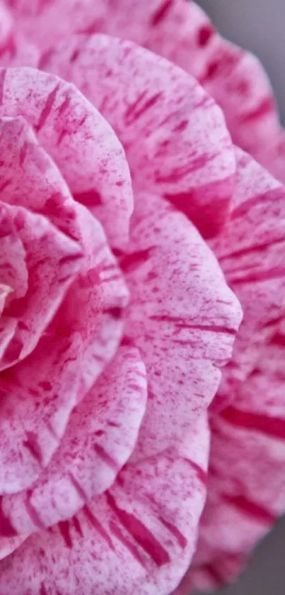 Close-up of a pink flower with intricate petals.