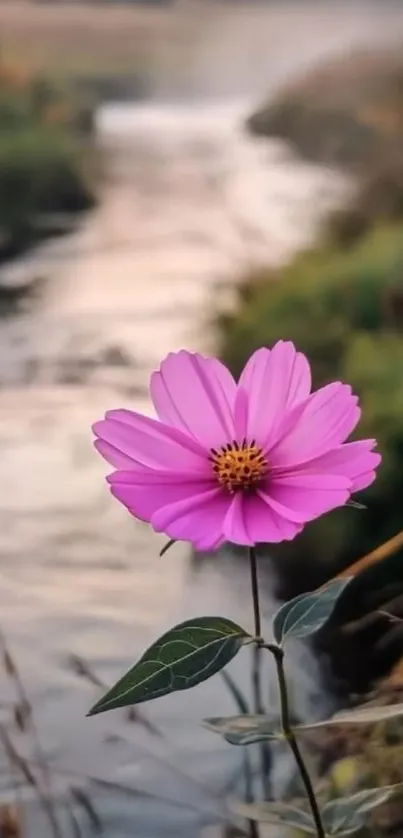 Pink flower with tranquil background