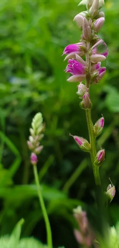 Close-up of pink flowers with green leaves.