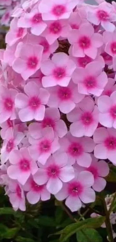 Wallpaper of pink flowers in full bloom.