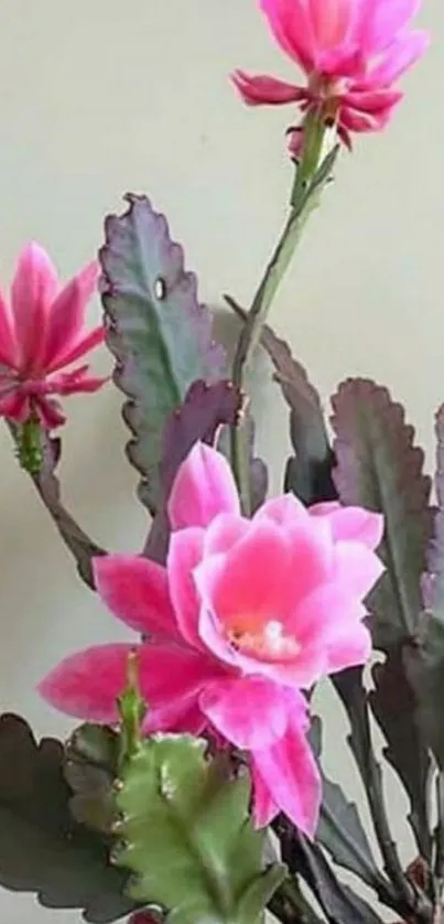 Pink flowers with green leaves on a plant in a pot.