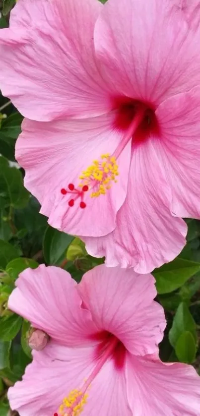 Vibrant pink hibiscus flowers with lush green leaves.