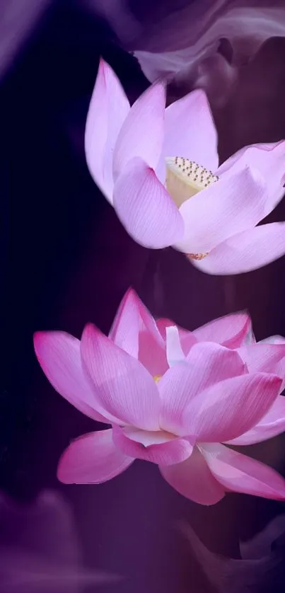 Pink lotus flowers on dark background wallpaper.