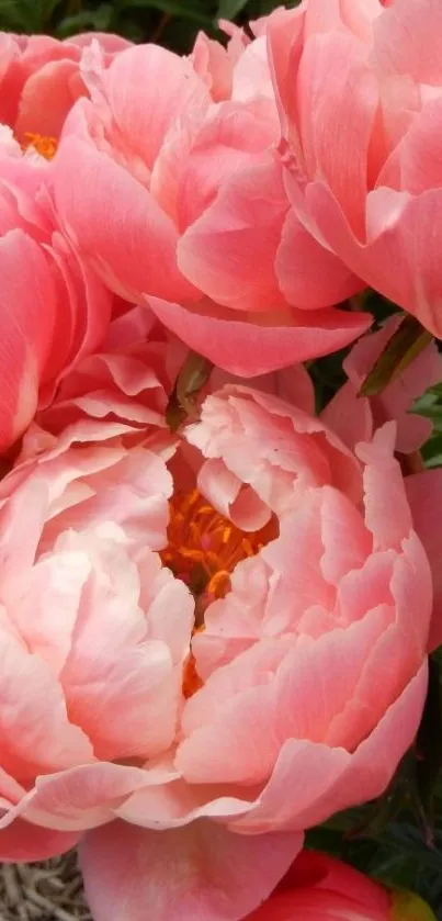 Beautiful pink peonies in full bloom, vibrant and elegant.