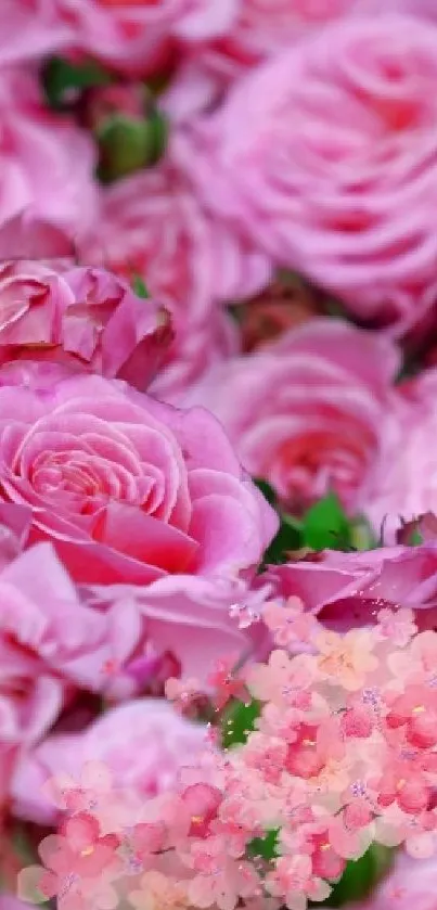 Beautiful pink roses in full bloom, perfect for a floral wallpaper.