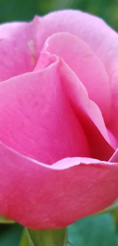 Close-up of a beautiful pink rose blossom with delicate petals.