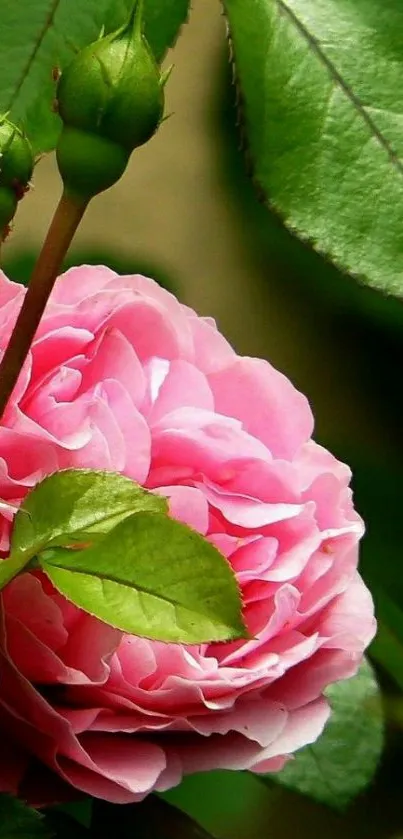 Closeup of a pink rose with lush green leaves in a mobile wallpaper.