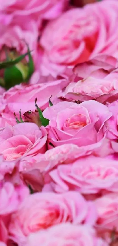 Close-up of vibrant pink roses in full bloom, perfect for a floral wallpaper.