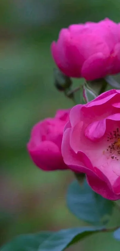 Vibrant pink roses in bloom with blurred green background.