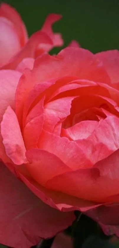 Beautiful pink rose with detailed petals and rich colors.