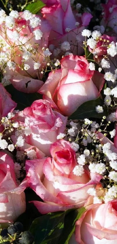 Beautiful pink roses arranged with small white flowers.