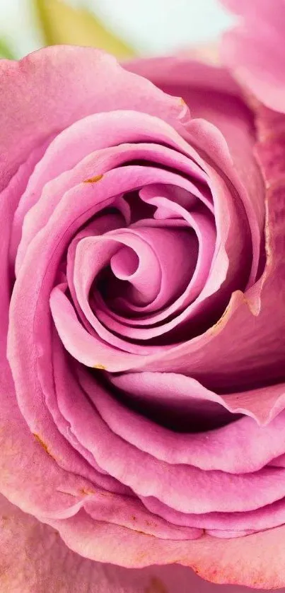 Close-up of a pink rose with detailed petals.